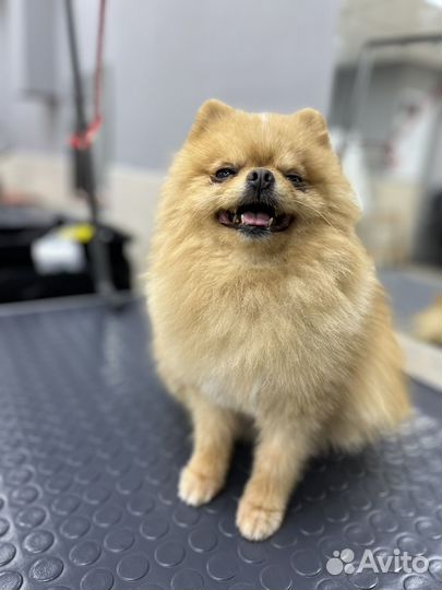 Груминг собак и кошек