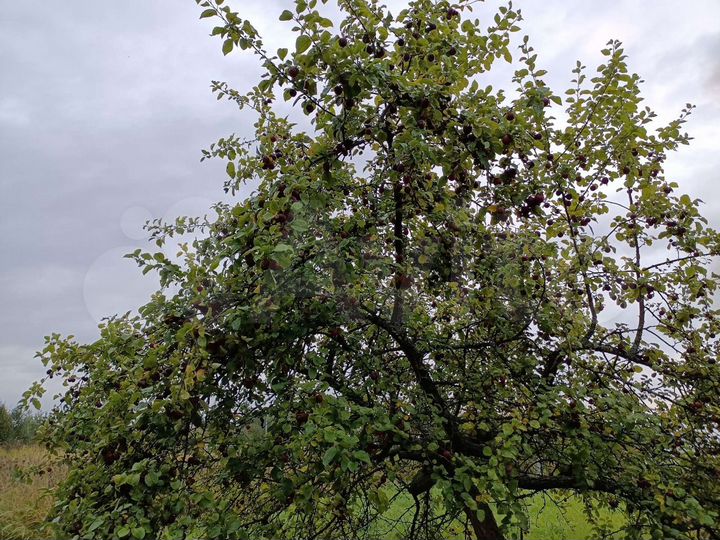 Дача 20 м² на участке 10,9 сот.