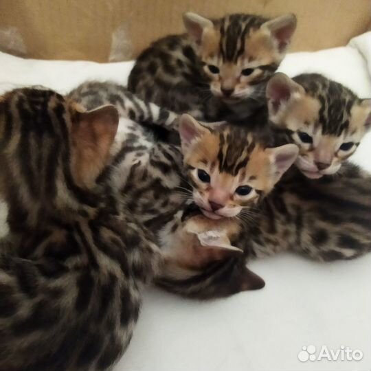 Бенгальские котята