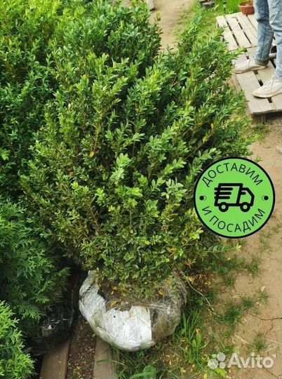 Самшит куст