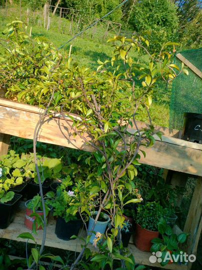 Трахеспермум