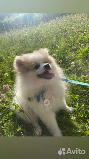 Немецкий шпиц