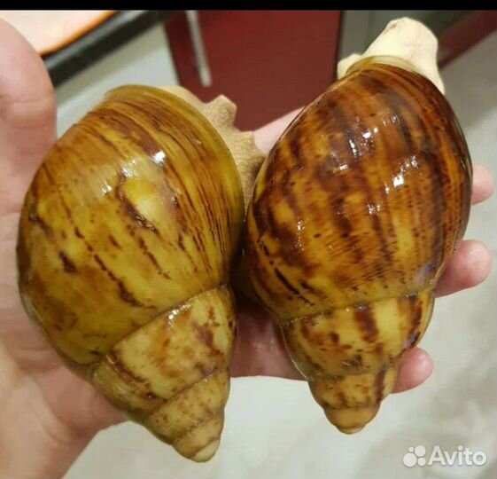 Улитята Архахатина маргината овум