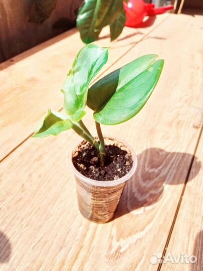 Драцена 1,4 м