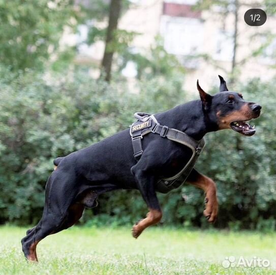 Вязка кобель добермана