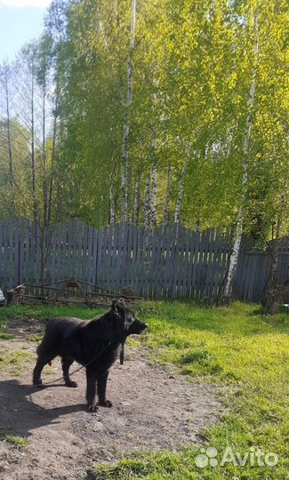 Щенки немецкой овчарки