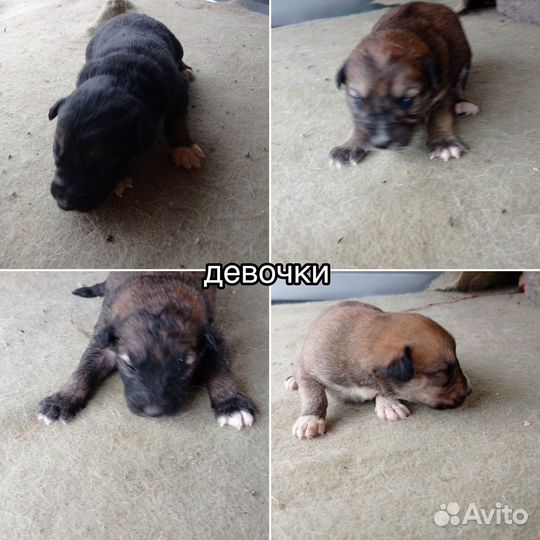 Собака в добрые руки щенок хаски