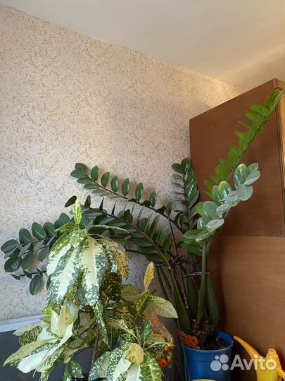 Замиокулькас