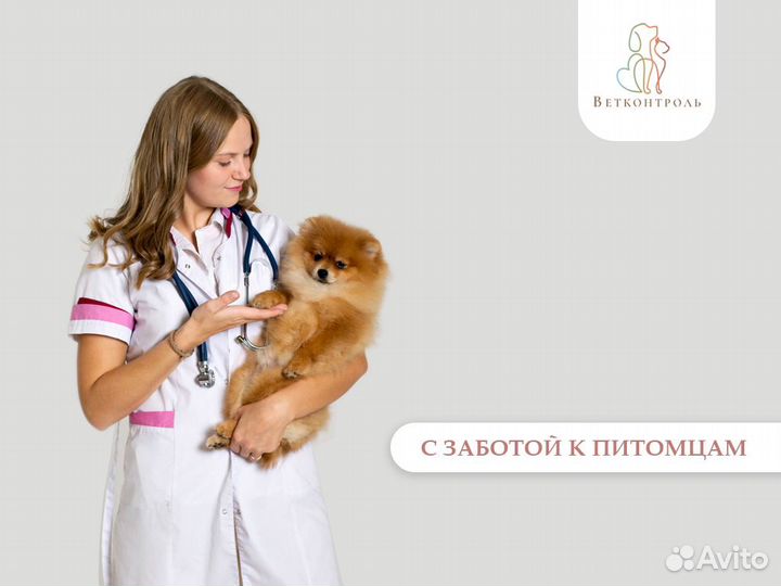 Урологическая помощь собакам и котам с выездом