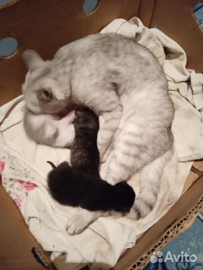 Отдам котяток