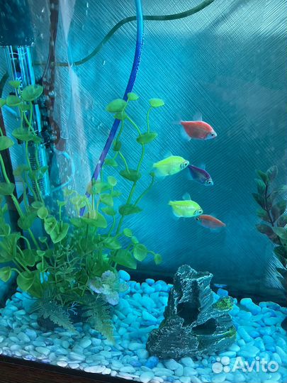 Аквариум со всем оборудованием и рыбками