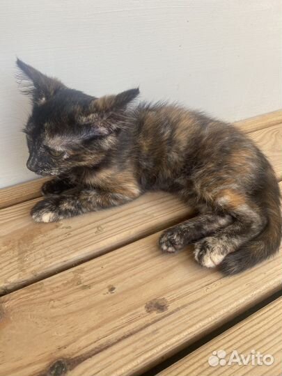 Кошечка в добрые руки