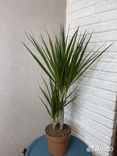 Драцена маргината 2 ствола комнатные цветы