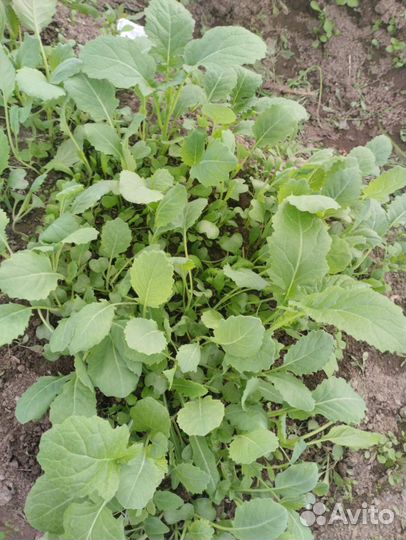 Рассада капусты