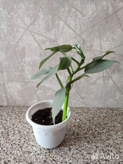 Филодендрон сильвер