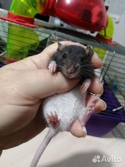 Крыса крысята дамбо
