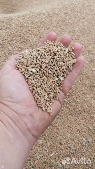 Пшеница fox(Фокс) двуручка