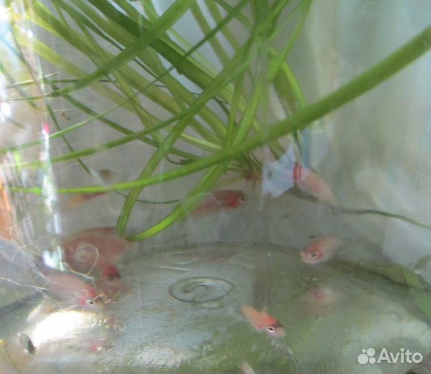 Цихлиды мальки отдам