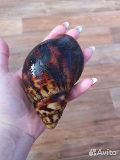 Улитки.Ахатины,архахатины