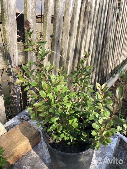 Кизильник блестящий