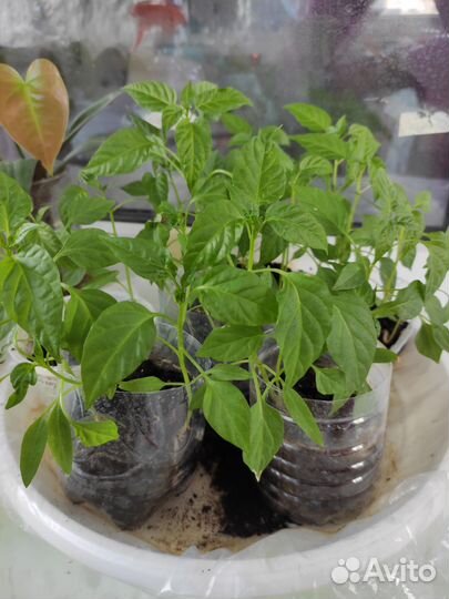 Рассада острого перца 