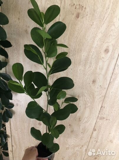 Фикус микрокарпа