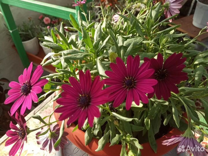 Остеоспермум (Африканская ромашка)