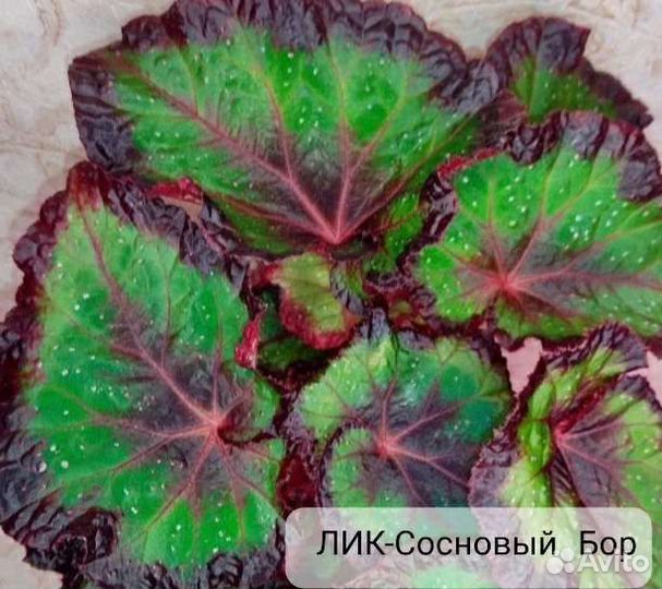 Бегония декоративно лиственная
