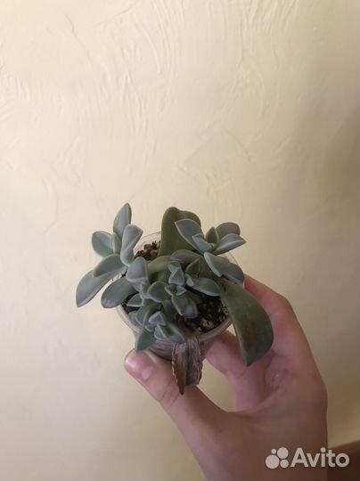 Суккулент граптопеталум парагвайский