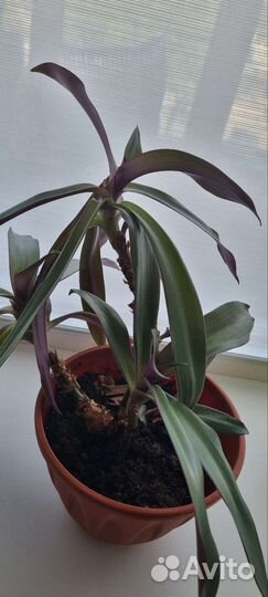 Комнатные цветы бесплатно