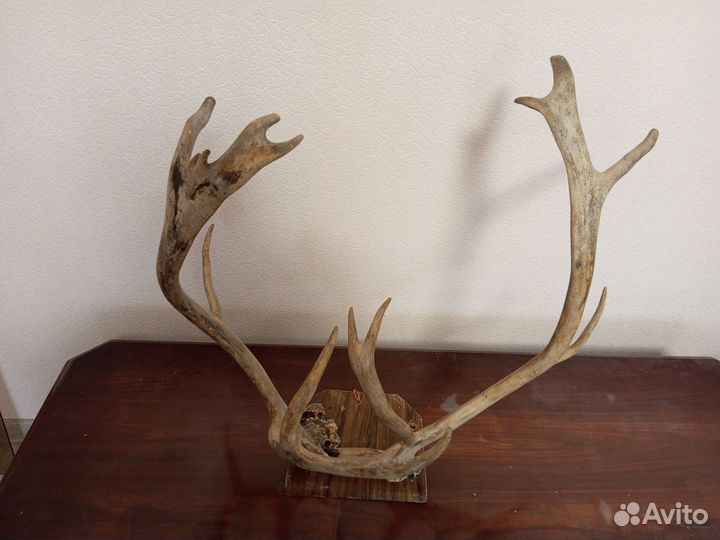 Рога оленя