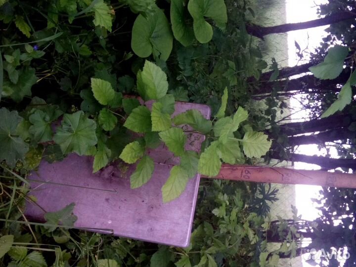 Саженцы боярышника и ягоды. Живая изгородь