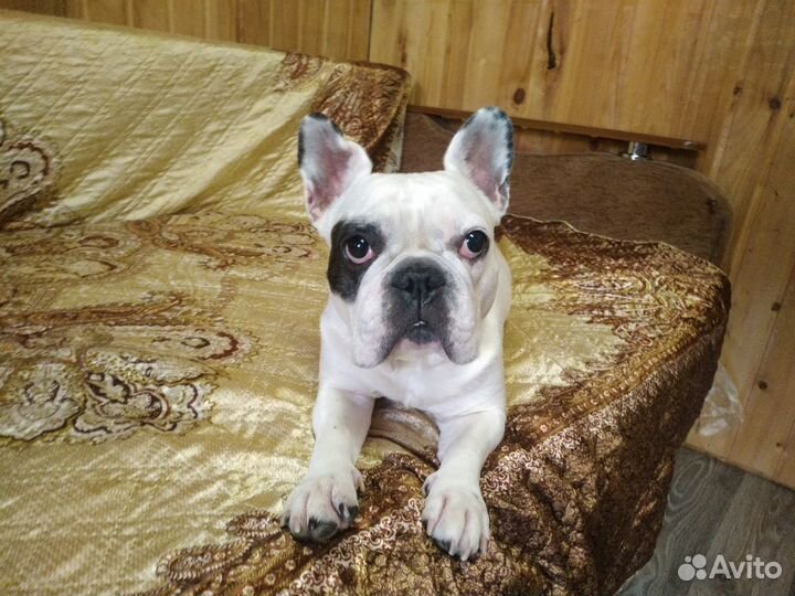 Передержка животных Коммунар Павловск Гатчина