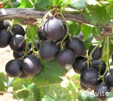 Саженцы Йошты