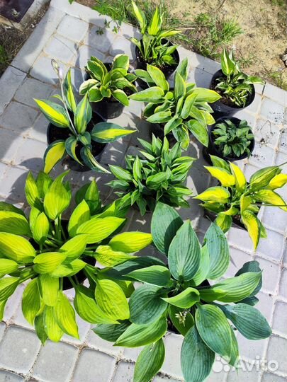 Хосты сортовые