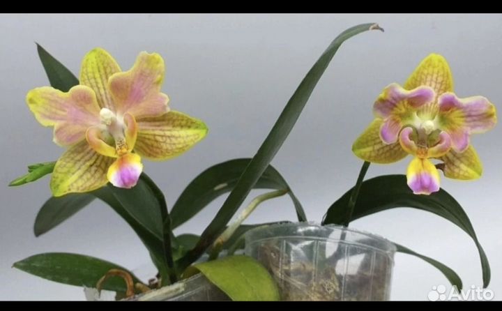 Орхидея фаленопсис Phal. I-Hsin Berry Cutiu