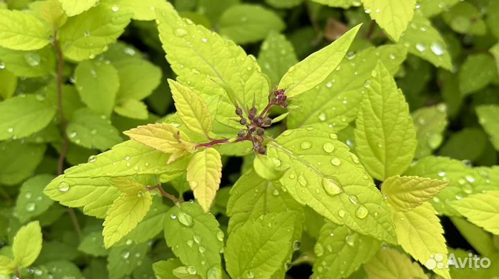 Садовый центр Елены Мухиной. Саженцы Нижневартовск