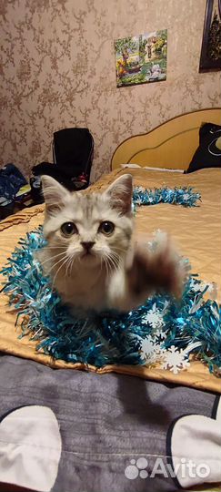 Котята мальчики