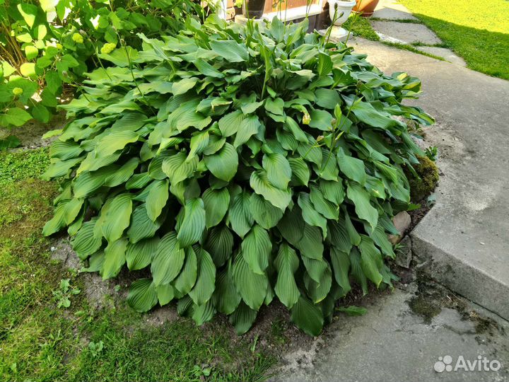 Хосты разные