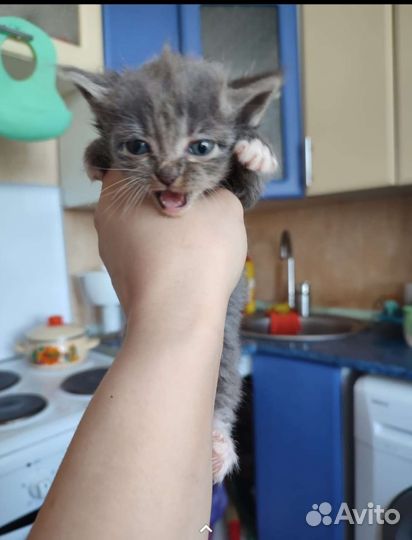 Отдам котят в добрые руки кушают все