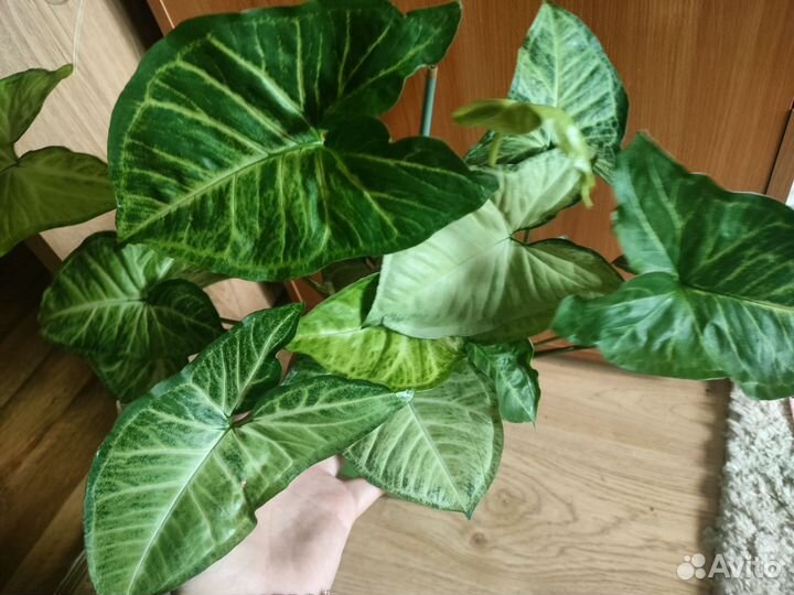 Алоказии, сингониумы