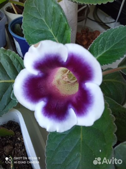 Продам цветы комнатные