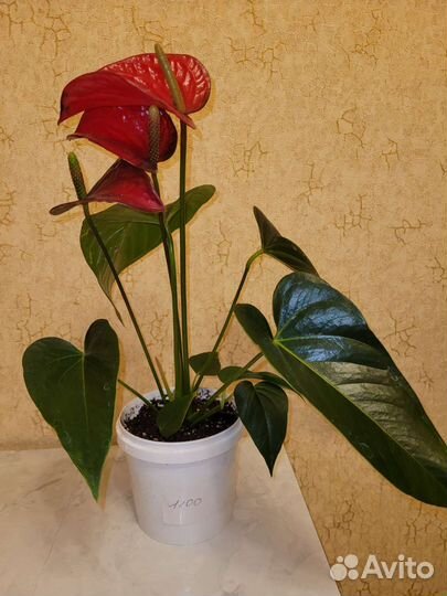 Антуриум блек лав черный и Ред бул бордово-красный