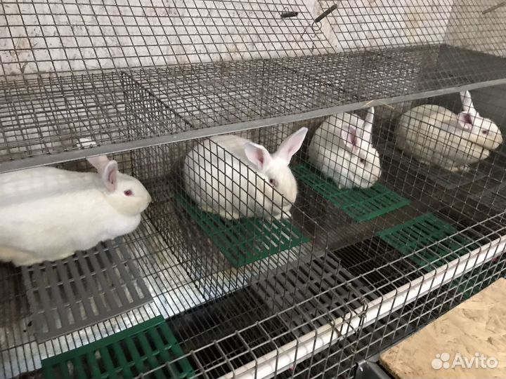 Самки и самцы Белый паннон