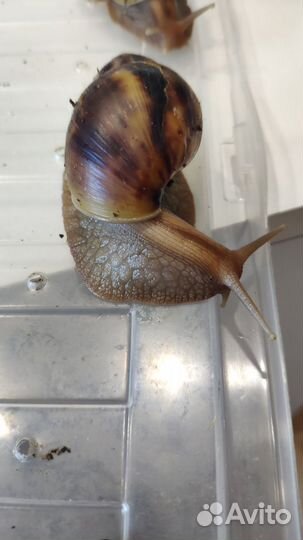 Улитки Ахатины бесплатно