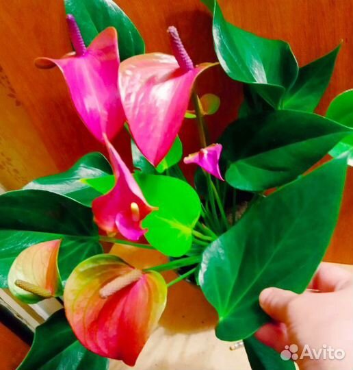 Антуриумы. Альбом1