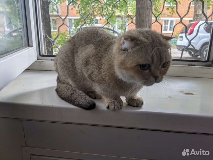 Шотландская