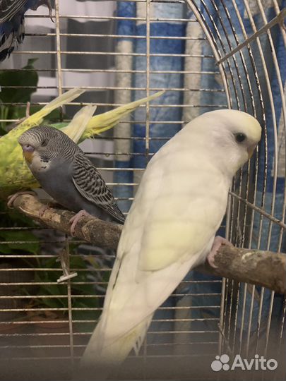 Попугай волнистик