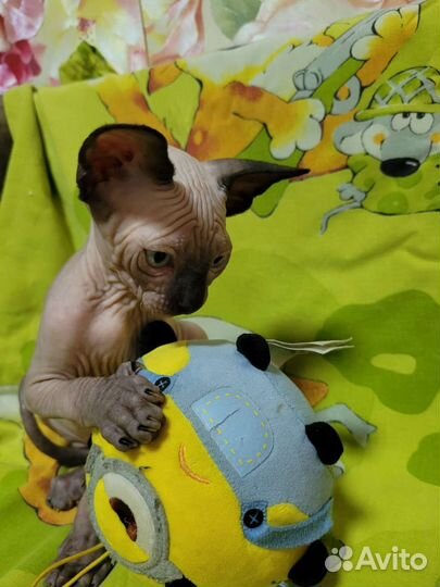 Канадский сфинкс котенок