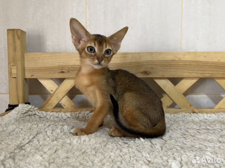 Абиссинская Кошечка Розалия